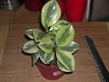 Desert privet